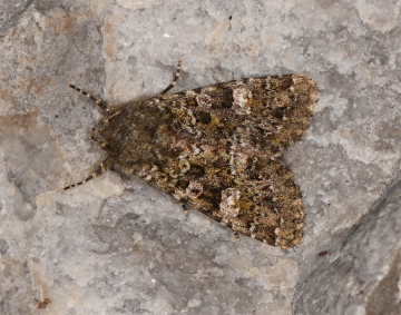 Polymixis lichenea