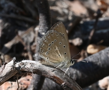 Polyommatus admetus