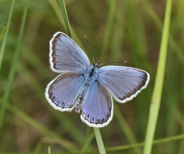 Polyommatus eros