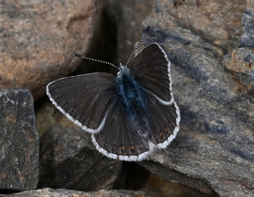 Polyommatus eros