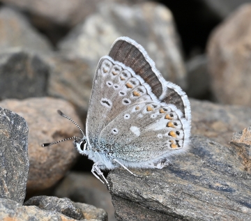 Polyommatus eros