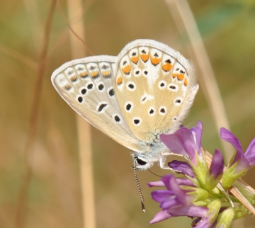Polyommatus icarus