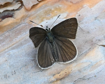 Polyommatus nephohiptamenos
