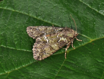Polyphaenis sericata