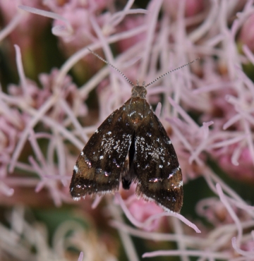 Prochoreutis sehestediana