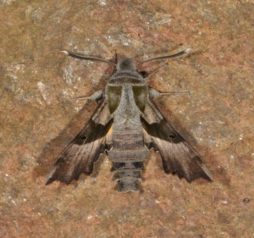 Proserpinus proserpina