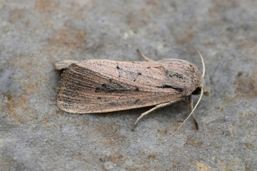 Protarchanara brevilinea