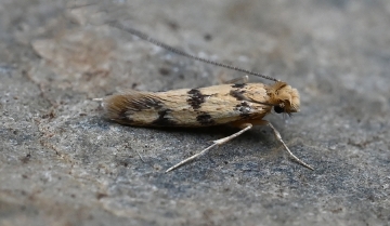 Proterospastis merdella