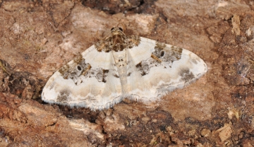 Protorhoe corollaria