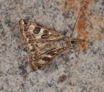 Protoschinia scutosa