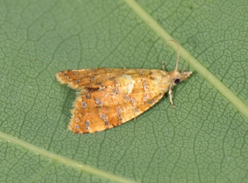 Pseudargyrotoza conwagana