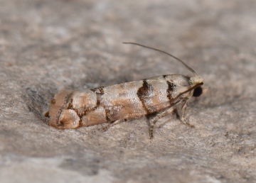 Pseudococcyx tessulatana