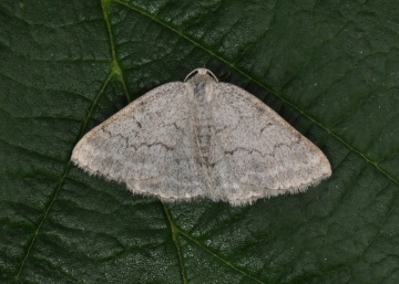 Pseudoterpna coronillaria