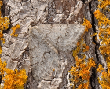 Pseudoterpna coronillaria