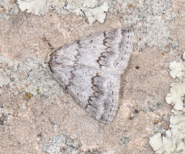 Pseudoterpna coronillaria