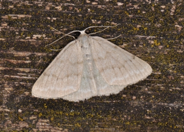 Pseudoterpna pruinata