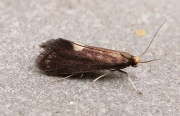 Psychoides filicivora