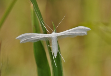 Pterophorus pentadactyla