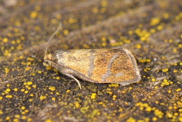 Ptycholoma lecheana