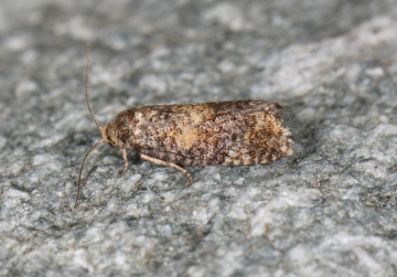 Ptycholomoides aeriferana