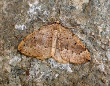 Pungeleria capreolaria