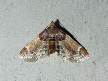 Pyralis farinalis