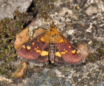 Pyrausta aurata