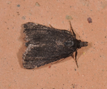 Pyrausta coracinalis