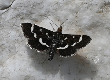 Pyrausta nigrata