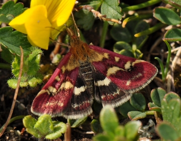 Pyrausta ostrinalis