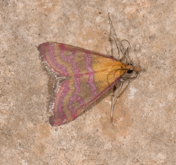 Pyrausta pellicalis