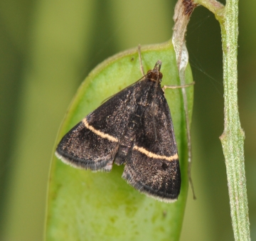 Pyrausta rectefascialis