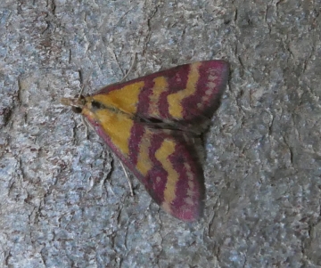 Pyrausta virginalis