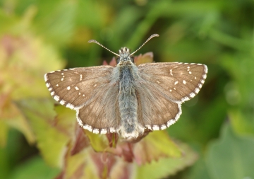 Pyrgus carlinae