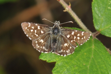 Pyrgus malvae