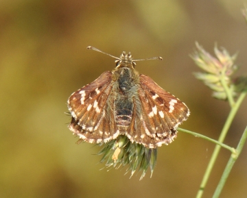 Pyrgus serratulae