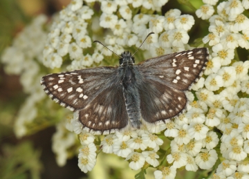 Pyrgus sidae