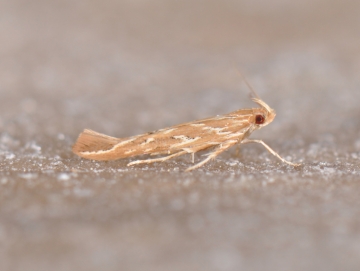 Pyroderces argyrogrammos