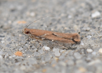 Pyroderces wolschrijni