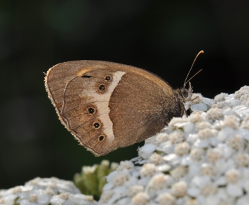 Pyronia bathseba