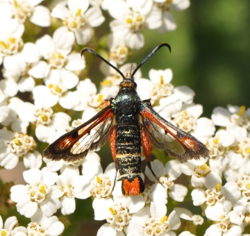 Pyropteron chrysidiformis