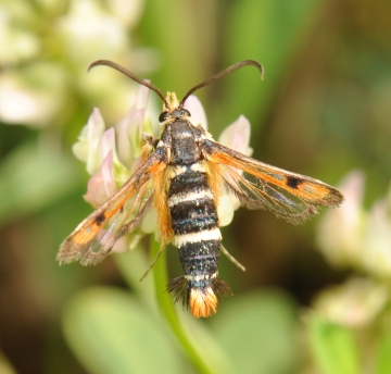 Pyropteron minianiforme