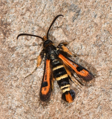 Pyropteron nigrobarbata