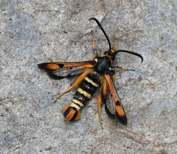 Pyropteron nigrobarbata