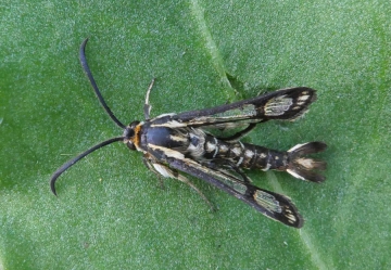 Pyropteron triannuliformis