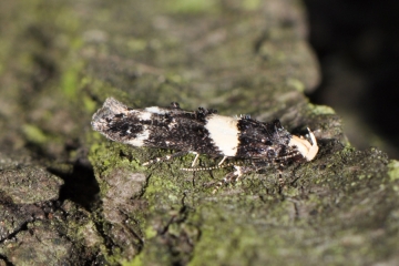 Recurvaria leucatella