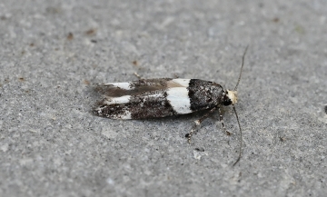 Recurvaria leucatella