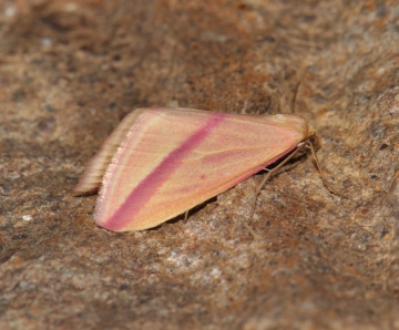 Rhodometra sacraria