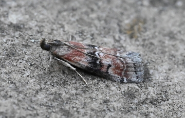 Rhodophaea formosa