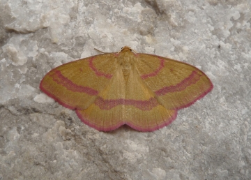 Geometridae: Rhodostrophia calabra